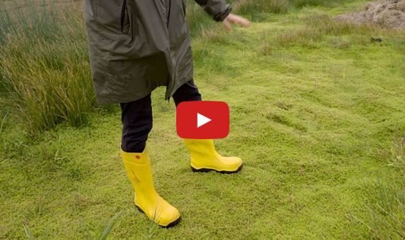 Videostill watercrassula op Texel